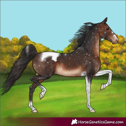 Horse Color:Brown Tobiano Appaloosa
