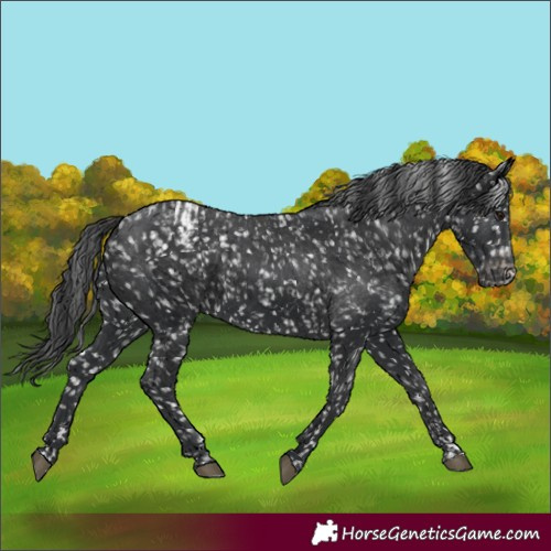 Horse Color:Black Snowflake Varnish  and Black Snowflake Varnish 