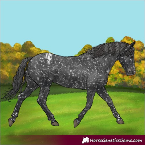 Horse Color:Black Appaloosa  and Black Appaloosa 
