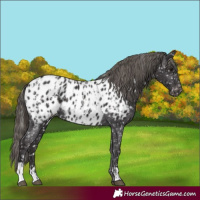 Horse Color:Smoky Black Appaloosa and Smoky Black Appaloosa