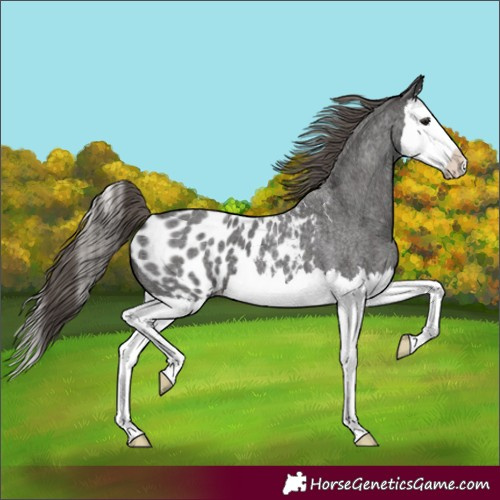 Horse Color:Unknown 