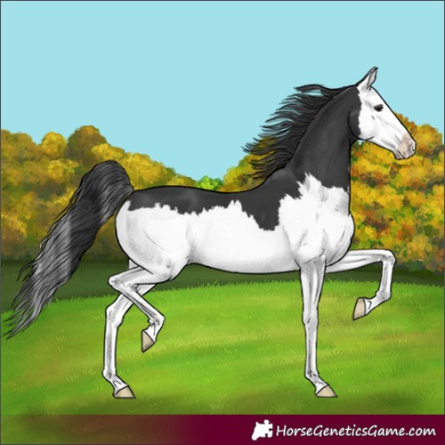 Horse Color:Unknown 