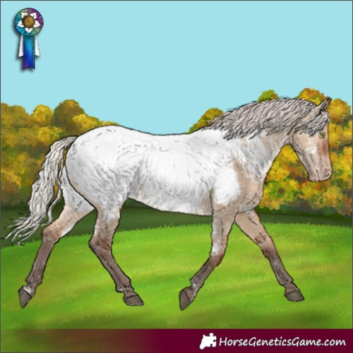 Horse Color:White Spotted Silver Brown Dun Appaloosa 