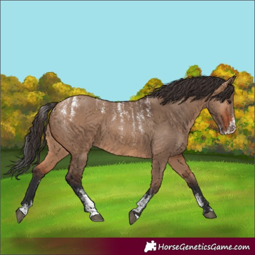 Horse Color:Powder White Bay Dun