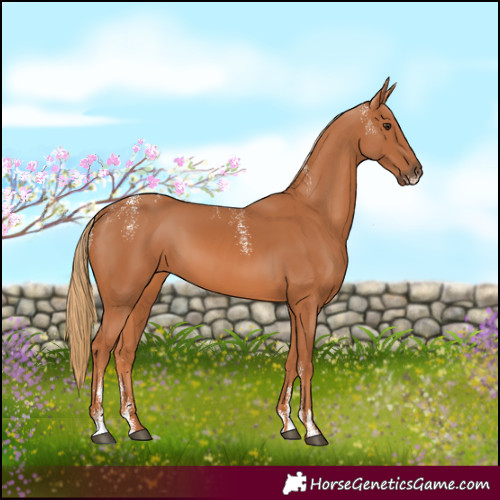 Horse Color:Powder White Chestnut 