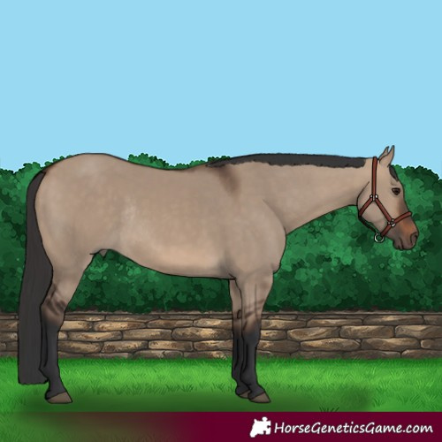 Horse Color:Brown Dun Rabicano