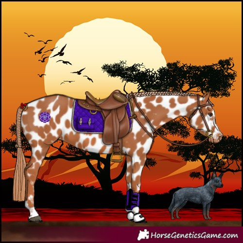 Horse Color:Chestnut Near Leopard 