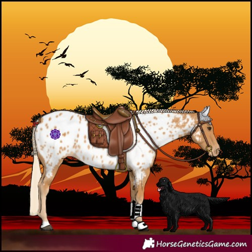 Horse Color:Palomino Near Leopard