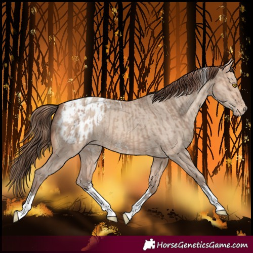 Horse Color:Amber Champagne Sabino Tobiano Blanket and Amber Champagne Dun Sabino Tobiano Blanket
