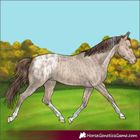 Horse Color:Amber Champagne Sabino Tobiano Appaloosa  and Amber Champagne Dun Sabino Tobiano Appaloosa 