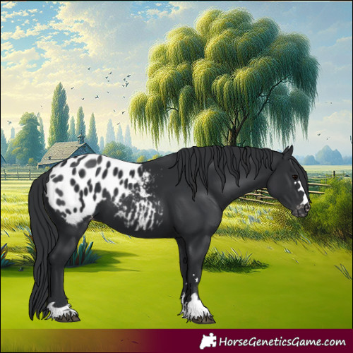 Horse Color:Black Appaloosa