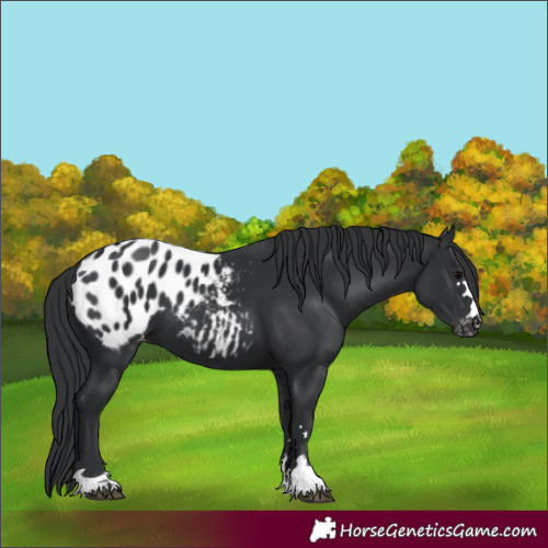 Horse Color:Black Appaloosa 
