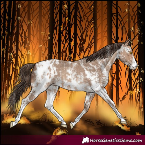 Horse Color:Sable Champagne Sabino Blanket