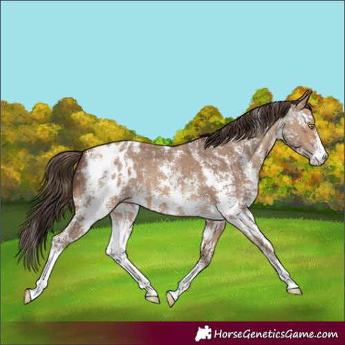 Horse Color:Sable Champagne Sabino Appaloosa 