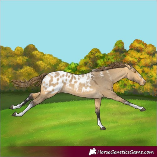 Horse Color:Powder White Buckskin Dun Tobiano Appaloosa