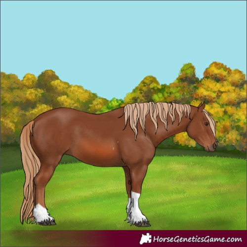 Horse Color:Chestnut Tobiano 