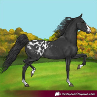 Horse Color:Black Blanket Rabicano 
