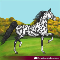 Horse Color:Black Near Leopard Rabicano 