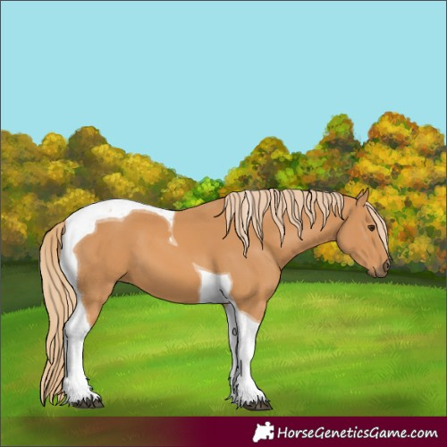 Horse Color:Unknown 