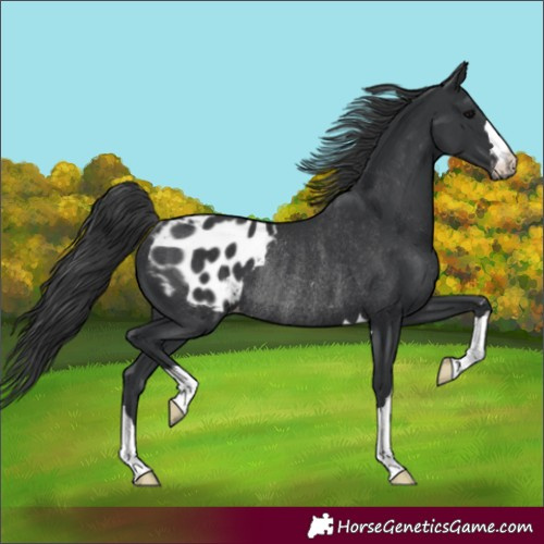 Horse Color:Black Blanket Rabicano 