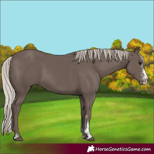 Horse Color:Silver Black Sabino Rabicano