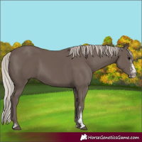 Horse Color:Silver Black Sabino Rabicano