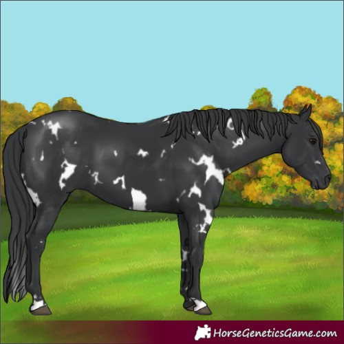 Horse Color:White Spotted Black 