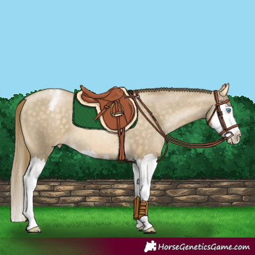 Horse Color:Buckskin Pearl Splash Appaloosa