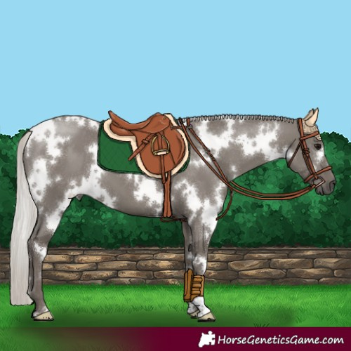 Horse Color:White Spotted Silver Black