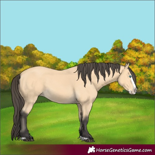 Horse Color:Unknown 
