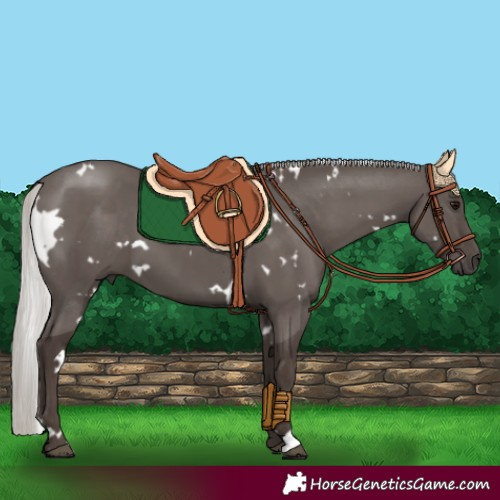 Horse Color:White Spotted Silver Black 