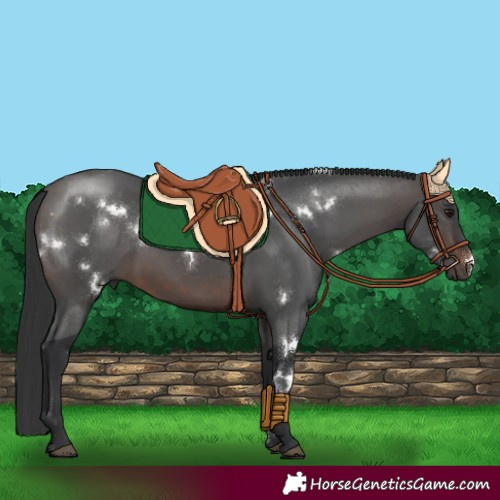 Horse Color:White Spotted Brown 