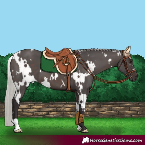 Horse Color:White Spotted Silver Brown