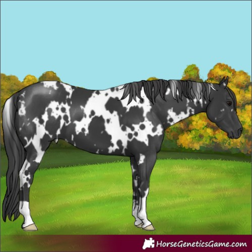 Horse Color:White Spotted Black 
