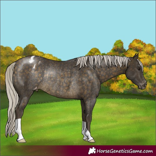 Horse Color:Silver Buckskin Appaloosa Rabicano