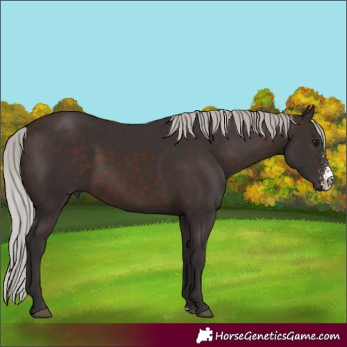 Horse Color:Silver Brown Sabino 