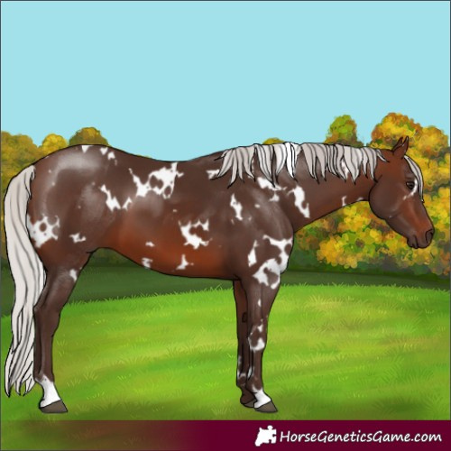 Horse Color:White Spotted Silver Brown 
