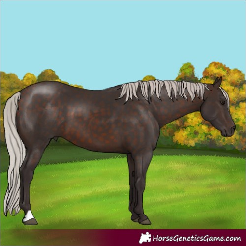 Horse Color:Silver Brown 