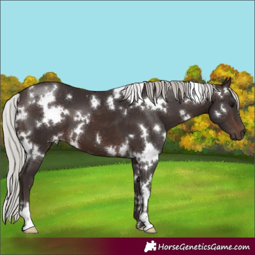 Horse Color:White Spotted Silver Brown