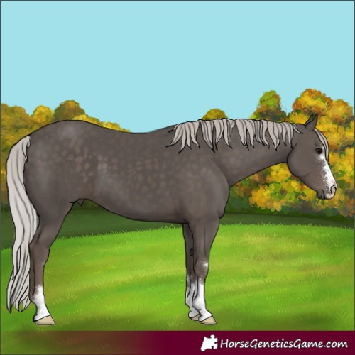 Horse Color:Silver Black