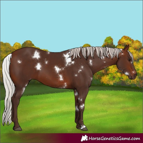 Horse Color:White Spotted Silver Brown