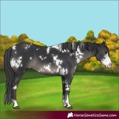 Horse Color:White Spotted Black Sabino