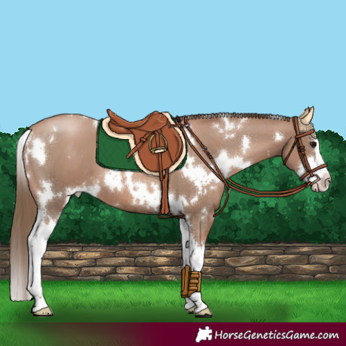Horse Color:White Spotted Black Pearl Splash 
