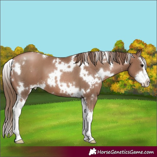 Horse Color:White Spotted Black Pearl Splash