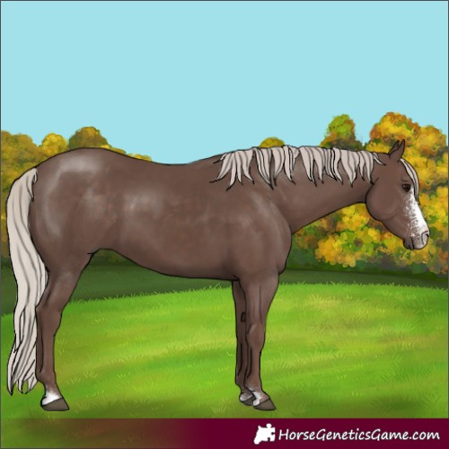 Horse Color:Silver Black Sabino 