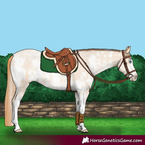 Horse Color:White Spotted Buckskin Pearl Sabino 