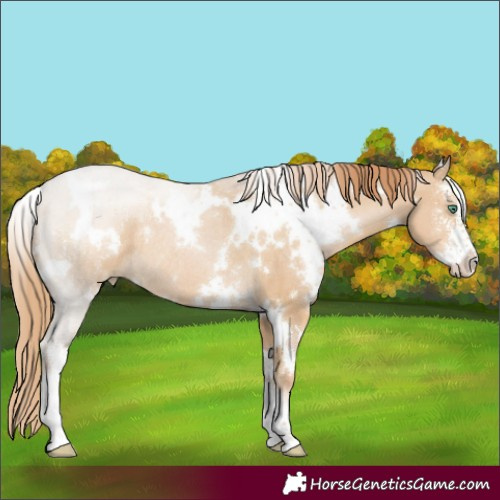 Horse Color:White Spotted Smoky Black Pearl Sabino Rabicano