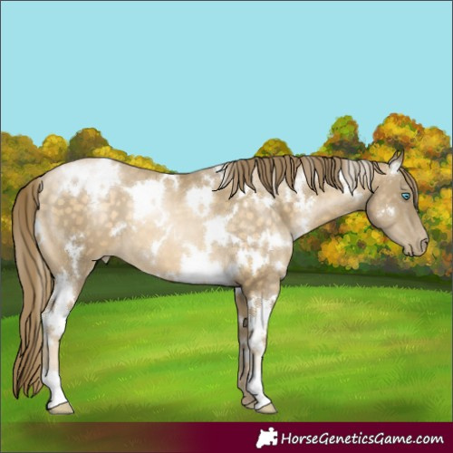Horse Color:White Spotted Buckskin Pearl 
