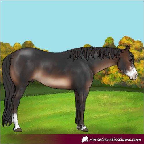 Horse Color:Brown Sabino 