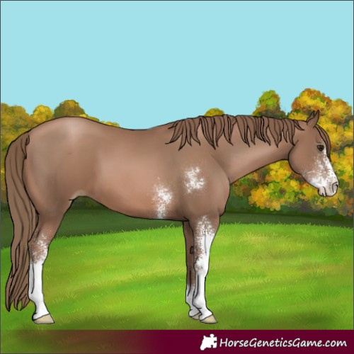 Horse Color:Black Pearl Sabino